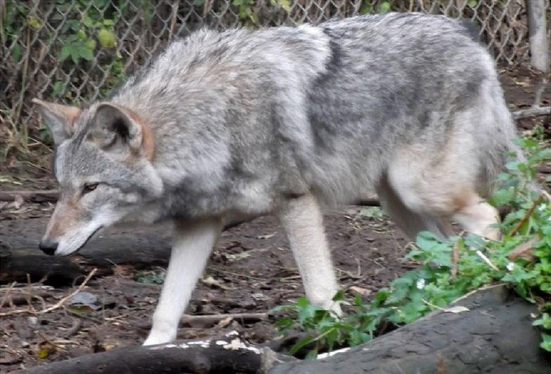 Nowojorczycy w strachu. Hybryda wilka z kojotem terroryzuje miasto