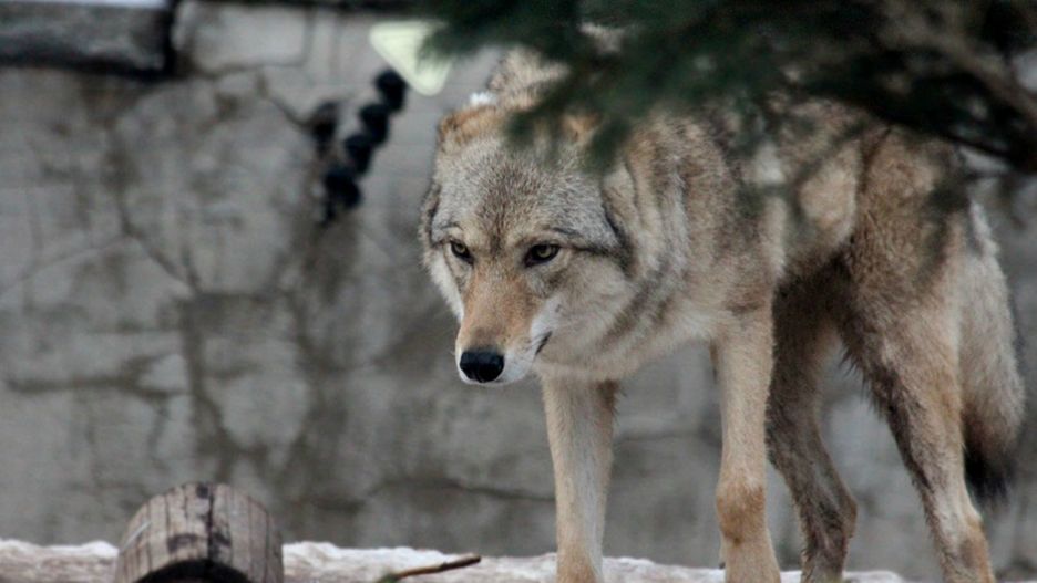 Mężczyzna przyprowadził wilka na smycz twierdząc, że spotkał go na ulicy