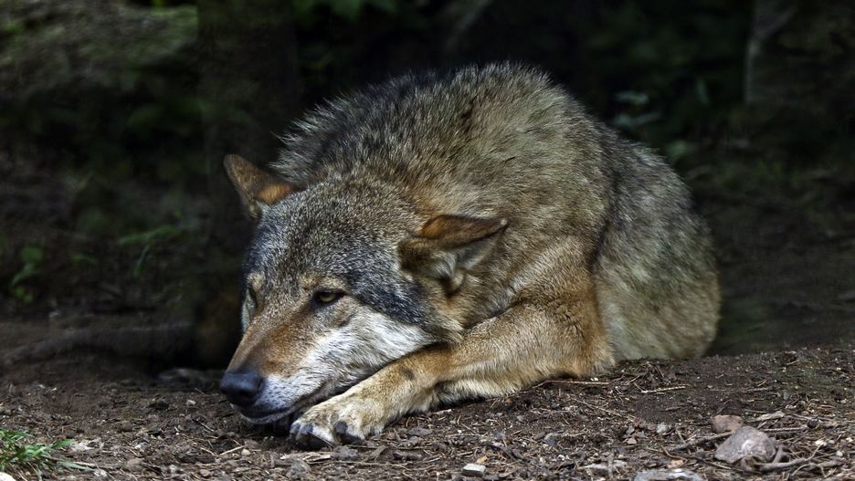 Przypadki agresji wilków w stosunku do człowieka są zjawiskiem niezmiernie rzadkim