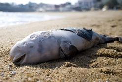 Bałtyk. Rośnie liczba martwych morświnów na plażach