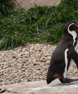 Wybrał się z rodziną do ZOO. Zdenerwował się przy wybiegu dla pingwinów