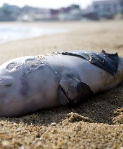 Bałtyk. Rośnie liczba martwych morświnów na plażach