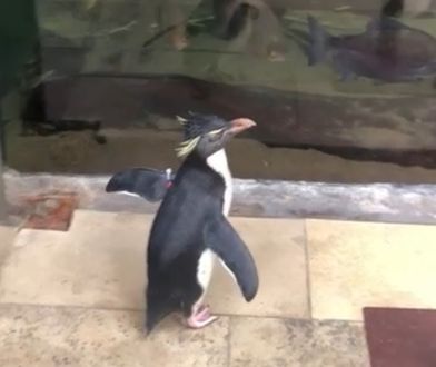 Pingwini spacer w zoo w Chicago. Nagranie obiegło sieć