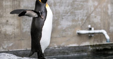 Pingwiny utonęły. Niewiarygodna śmierć w zoo