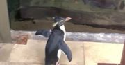 Pingwini spacer w zoo w Chicago. Nagranie obiegło sieć
