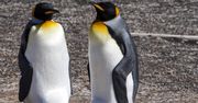 Zoo w Berlinie. Homoseksualne pingwiny przygarnęły jajo