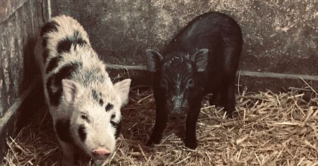 Urzędnicy szukają właściciela miniaturowych świnek. Odebranie zwierząt wiąże się z kosztami