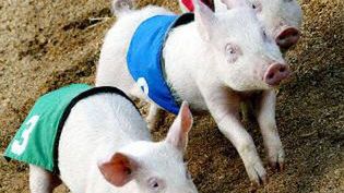 Będą oszczędzone czy zjedzone? (fot. AFP)