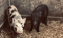 Urzędnicy szukają właściciela miniaturowych świnek. Odebranie zwierząt wiąże się z kosztami