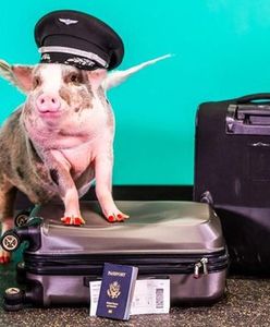Lilou, świnka z klasą. Poznaj nową pracownicę lotniska w San Francisco