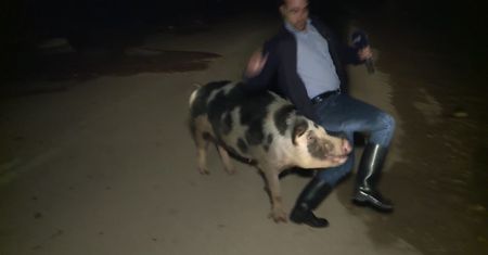 Świnia zaatakowała reportera. Dziennikarze pokładali się ze śmiechu