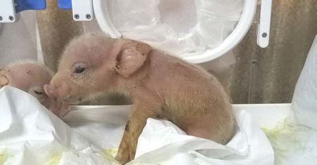 Chiny. Naukowcy połączyli geny świni i małpy. Fatalny wynik eksperymentu