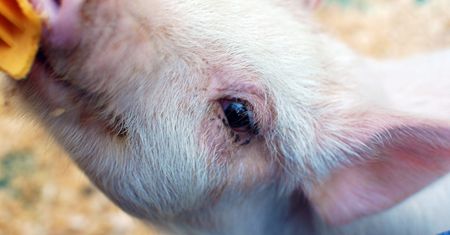 Naukowcy zmienili definicję śmierci. Przywrócili do życia mózg ściętej świni