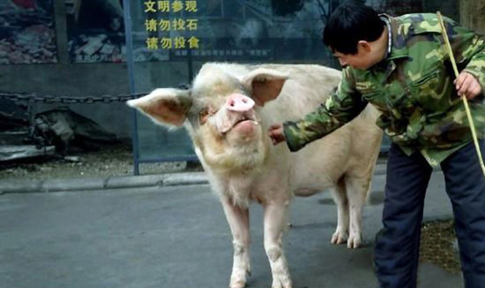 Świnia bohaterem narodowym. Po śmierci ją wypchają