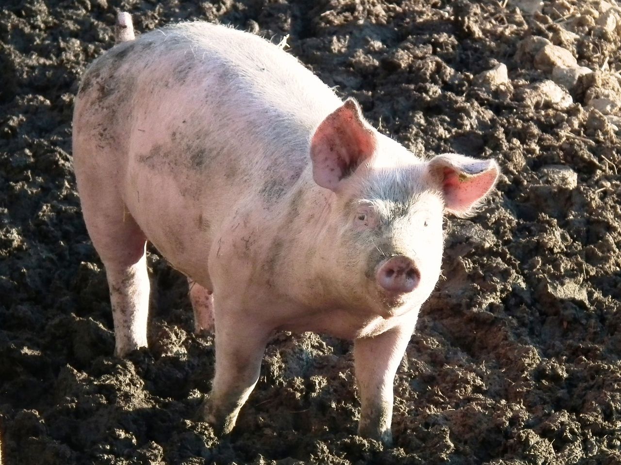 W Hiszpanii jest więcej świń niż ludzi. Duża w tym zasługa Chińczyków