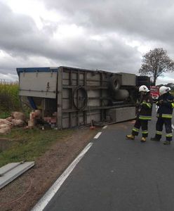 Podkarpackie: świnie wyleciały z naczepy na drogę