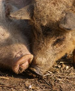 Osiek. Świnie zjadły hodowcę. Zostaną zabite