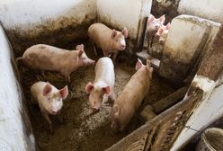 Tragedia na Dolnym Śląsku. 71-letni hodowca zjedzony przez świnie