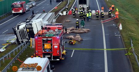 Wypadek tira na S6. Świnie wypadły na jezdnię