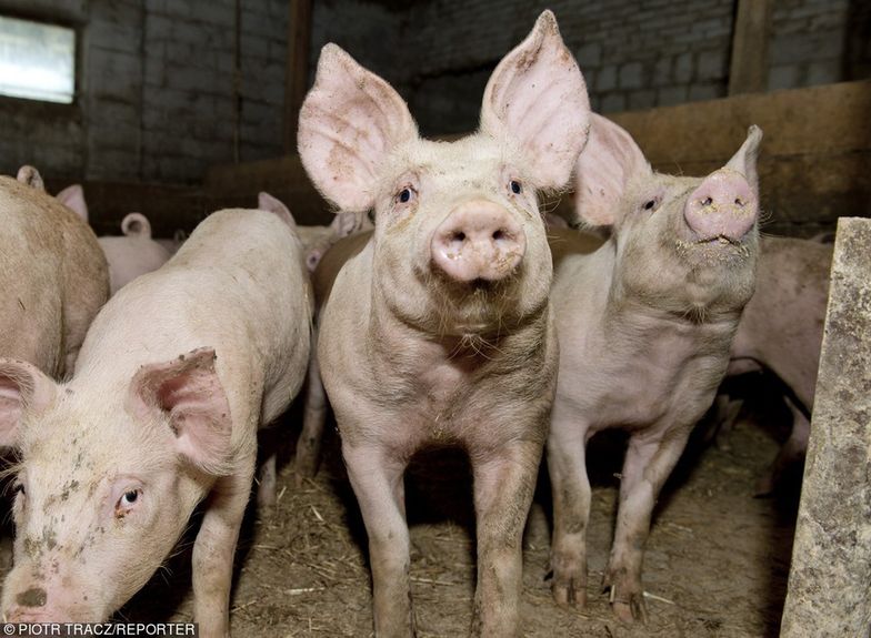 Świnie w Chinach padają na pomór