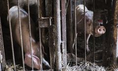 1100 świń zostanie uśmierconych. Epidemia ASF w woj. warmińsko-mazurskim