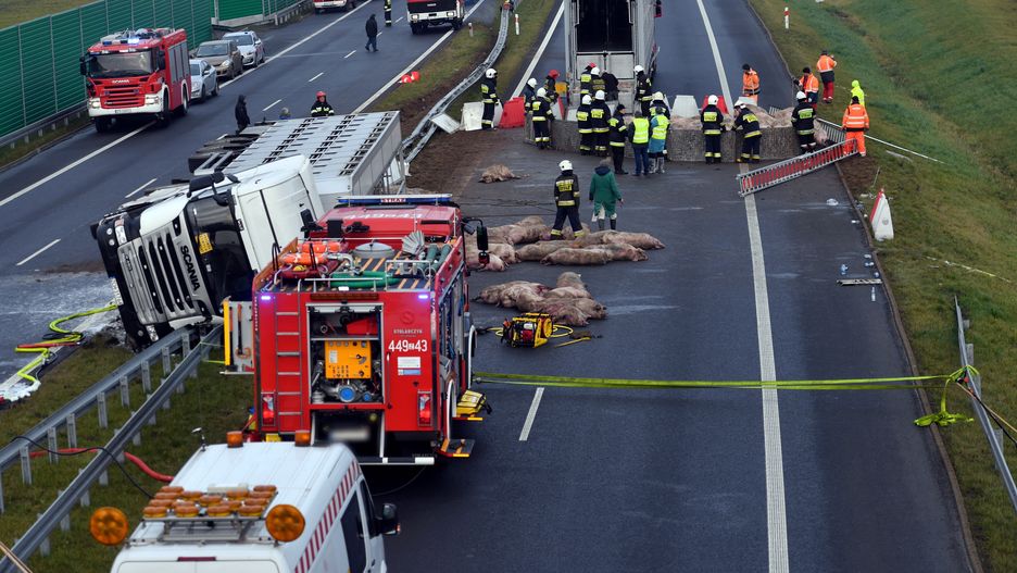 S6. Wypadek na trasie. Świnie wypadły z naczepy tira