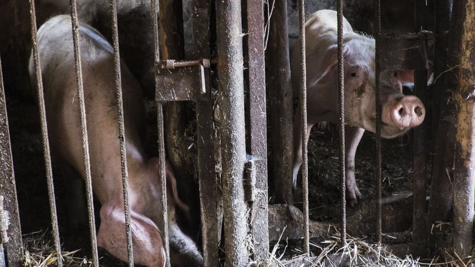 W woj. warmińsko-mazurskim wykryto ognisko afrykańskiego pomoru świń