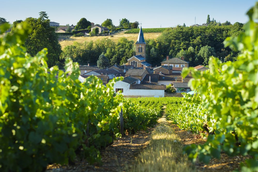 Święto wina czas zacząć! Beaujolais Nouveau i najbardziej szalone tradycje winiarskie na świecie