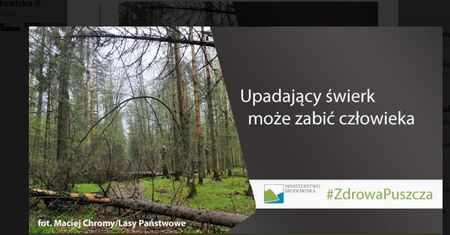 "Świerk może zabić". Akcja ministerstwa