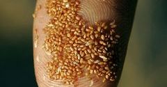 Dlaczego teff jest nowym super jedzeniem?