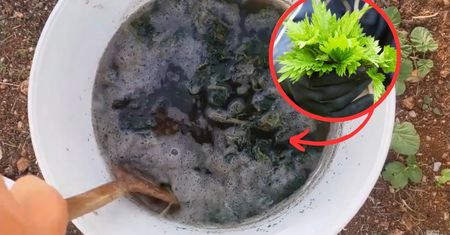 Nie podlewaj gnojówką wszystkich roślin w ogrodzie. Niektóre warzywa jej nie lubią