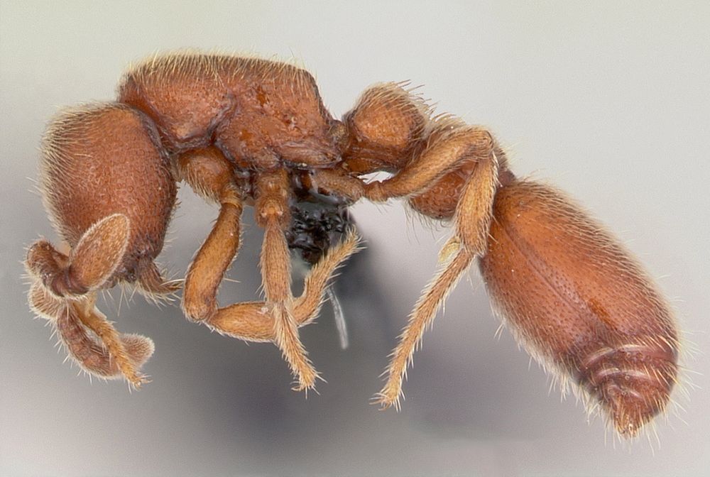 Zmutowali mrówki. Efekt zmian w genach zaskakuje