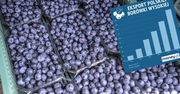 Borówka amerykańska coraz częściej jest polska. Jesteśmy już wiceliderem w Unii