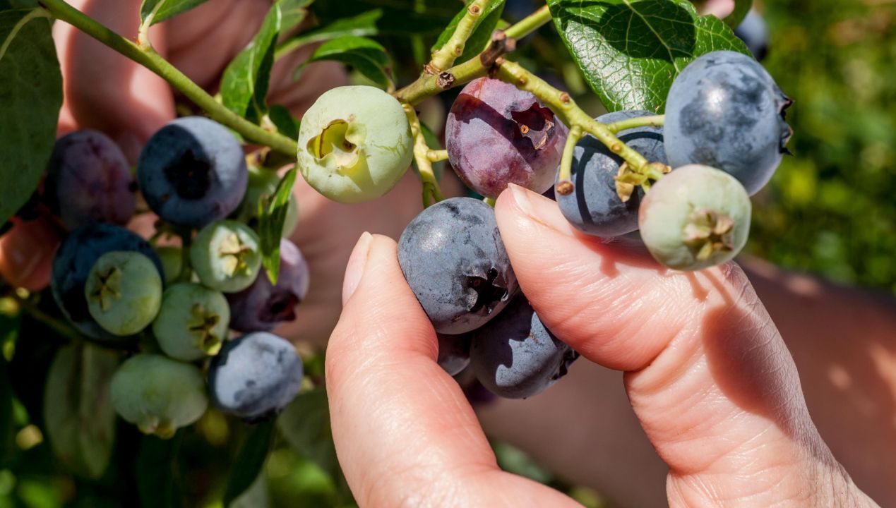 Z tym nie możesz już zwlekać. Od tego zależy owocowanie borówki amerykańskiej