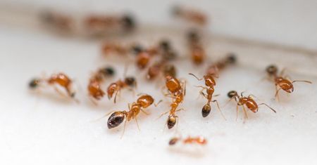 5 sposobów na mrówki, które najlepiej sprawdzają się w domu i ogrodzie