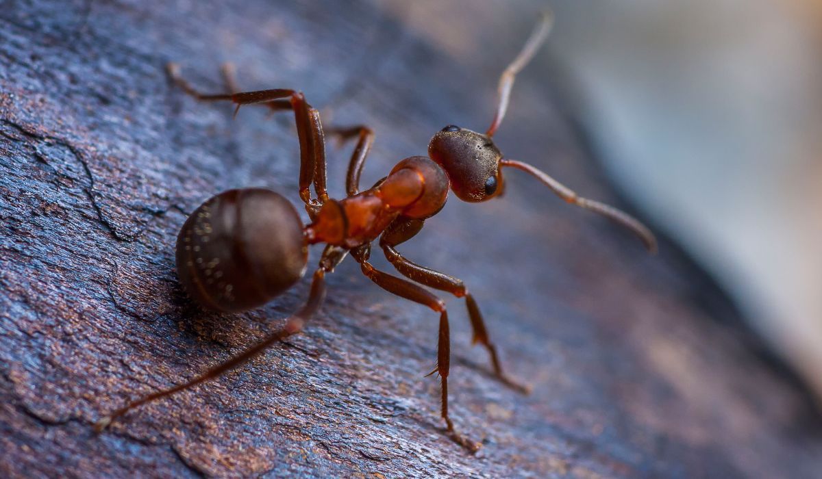 Plaga mrówek w ogródku to nic przyjemnego/źródło: B_Zocholl, pixabay
