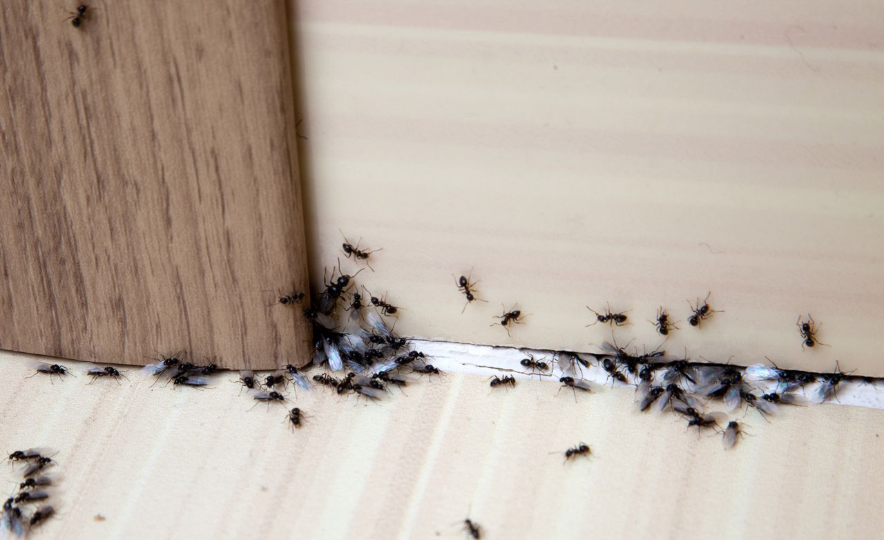 domowe sposoby na mrówki, fot. getty images