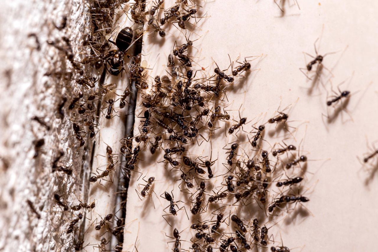 goździki na mrówki, fot. freepik