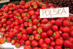 Truskawki są smaczne, ale mogą pozostać na polu. Prawie nikt nie chce ich zbierać