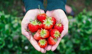 Polskie truskawki z problemami. Wszystko przez rynek na Wschodzie
