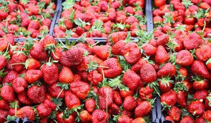 Handlarze sprzedają zagraniczne truskawki jako polskie. Są sposoby, żeby je rozpoznać