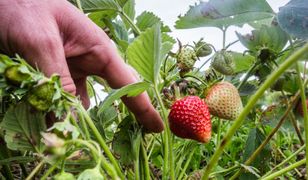 Truskawkowe zagłębie w tarapatach. Na polach zgnić może nawet 7 tys. ton owoców