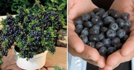 6 porad, dzięki którym bez problemu wyhodujesz borówkę w swoim ogródku. To prostsze niż myślisz