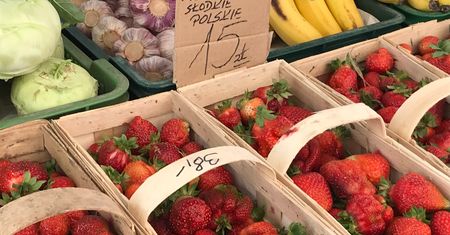 Truskawka będzie droga. Trudny rok dla plantatorów