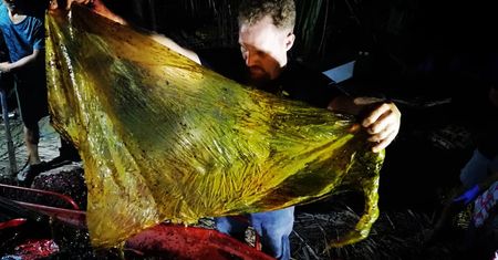 Szokujące znalezisko w żołądku wieloryba. 40 kg plastiku