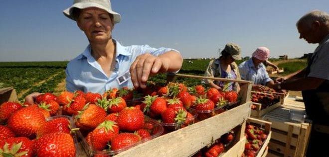 Praca sezonowa w kraju i za granicą