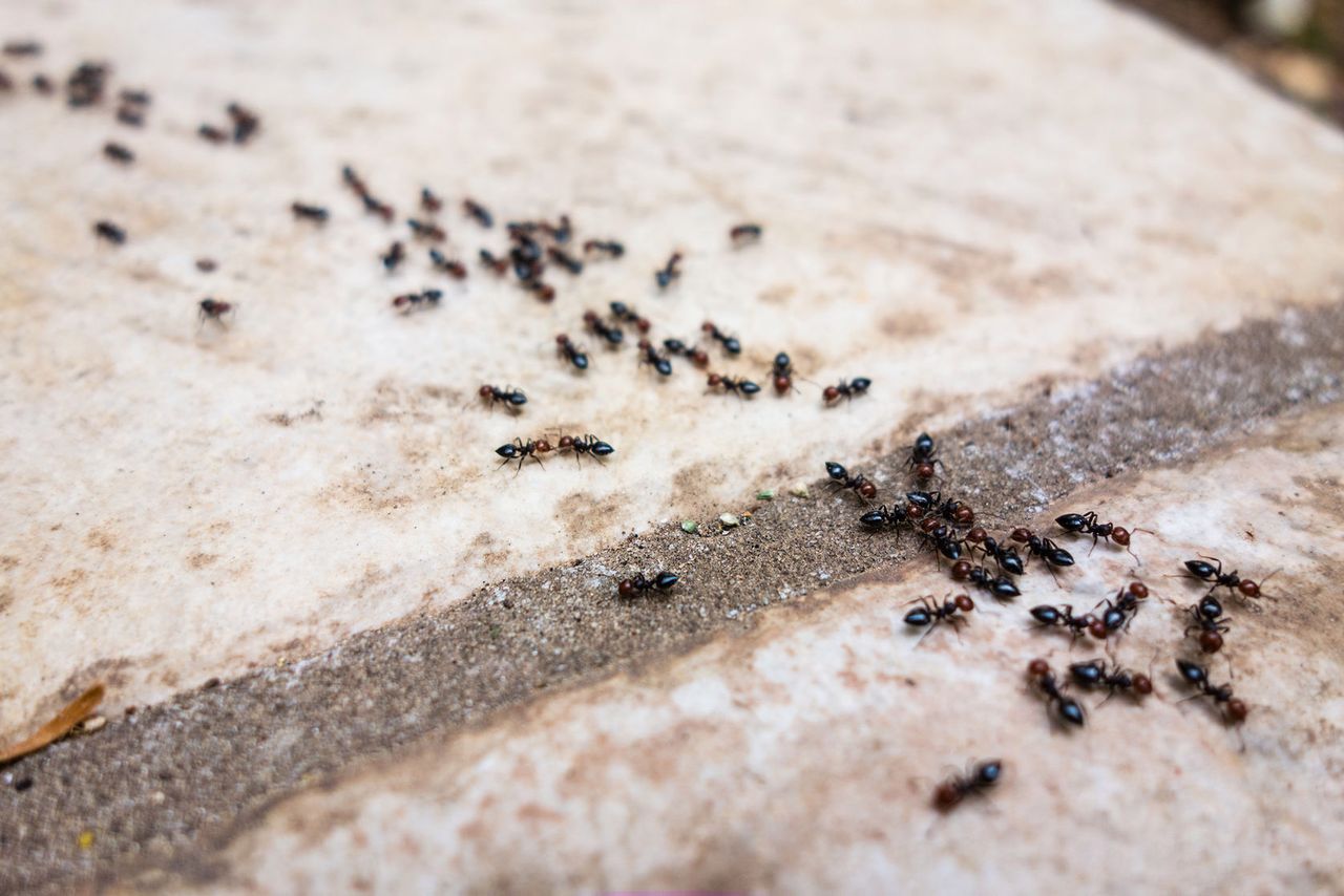 Najlepsze technologiczne rozwiązania tworzy natura? Zobacz, czego uczą nas mrówki i pszczoły