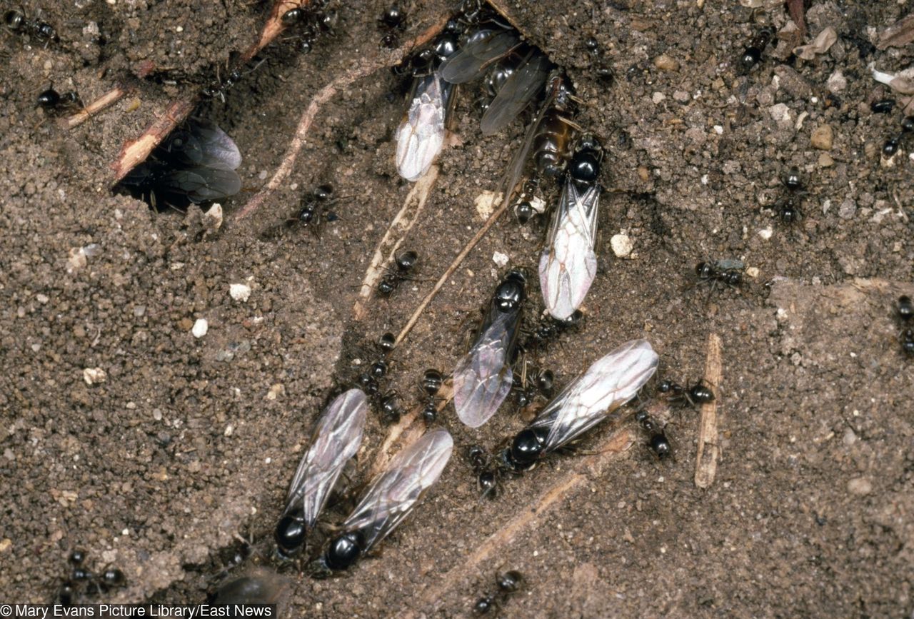 Inwazja latających mrówek w Polsce. "Co za obrzydliwa plaga?"