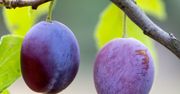 Sezon na śliwki rozpoczęty. Do czego wykorzystać te owoce?