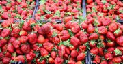 Handlarze sprzedają zagraniczne truskawki jako polskie. Są sposoby, żeby je rozpoznać